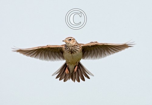 Skylark in Flight  DM0171